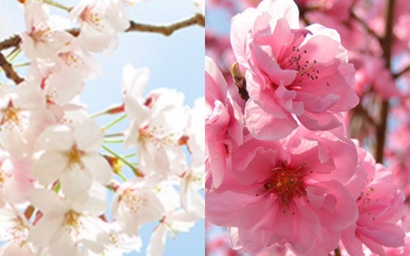 【色の話】桜と桃の色って同じ？！